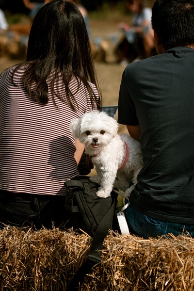 Dog Show (2023)