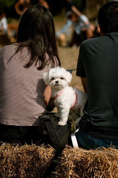 Dog Show (2023)