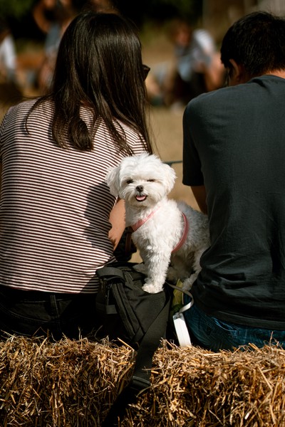 Dog Show (2023)