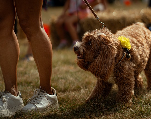 Dog Show (2023)