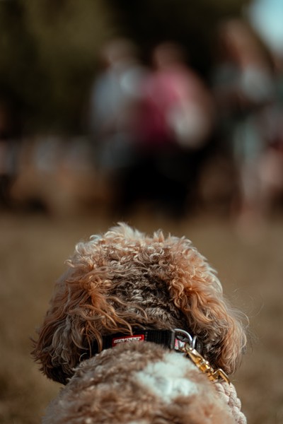 Dog Show (2023)