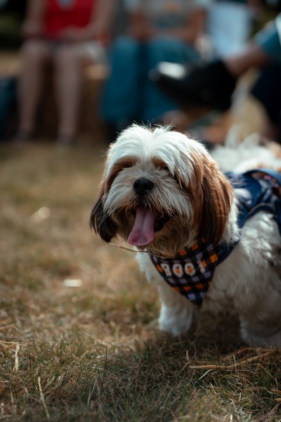 Dog Show (2023)
