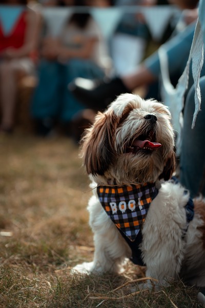 Dog Show (2023)