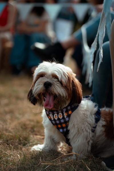 Dog Show (2023)